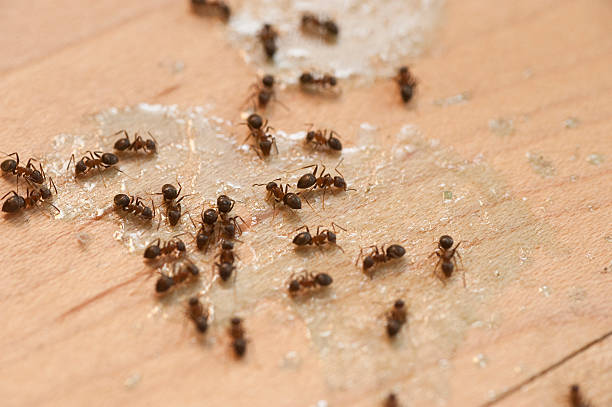 Best Best Pest Control Companies  in Leonardo, NJ