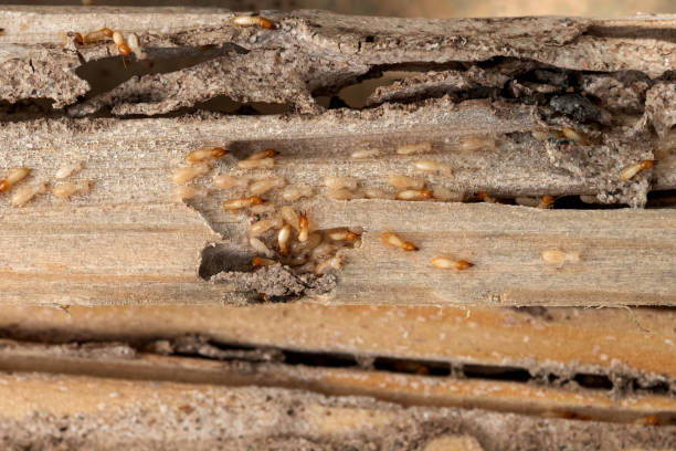 Best Pest Prevention Services  in Leonardo, NJ